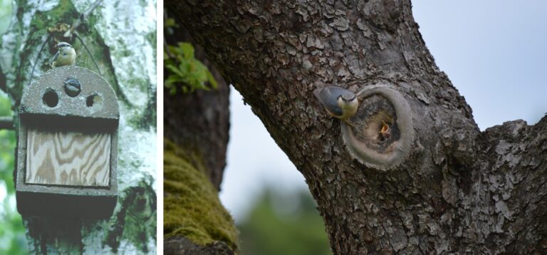 Artenschutzprojekt: Heimische Vögel im Fokus