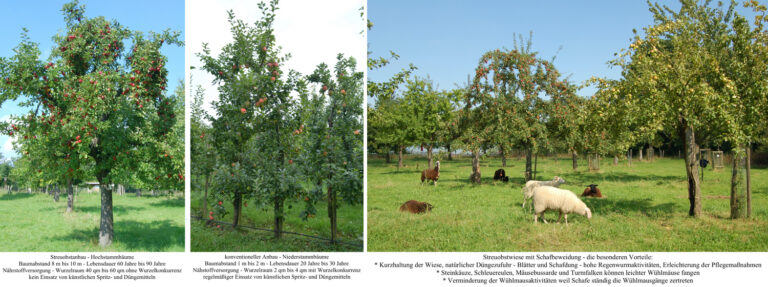 Streuobstwiese: Erfolgreiche Planzaktion